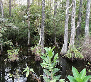 Cyprress National Preserve