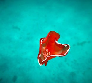 Schnorcheln Marsa Alam