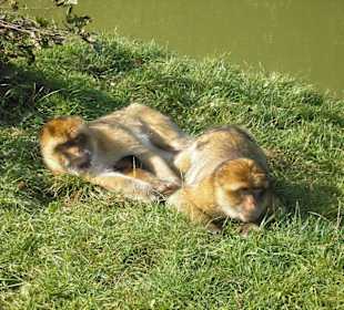 Berberaffen im Freigehege