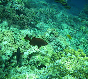 Eigene kleine Fische