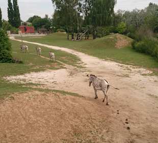 Safari Dvůr Králové nad Labem