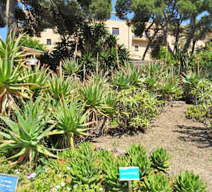 Impressionen aus dem Botanischen Garten Cagliari