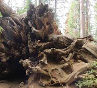 Tuolumne Grove