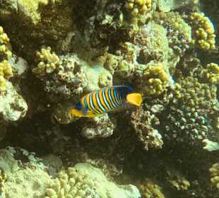 Schnorcheln Marsa Alam