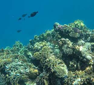 Schnorcheln Marsa Alam