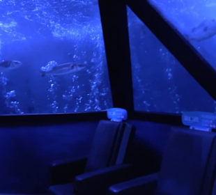 Sea Life