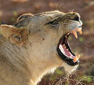 Tsavo Ost Nationalpark