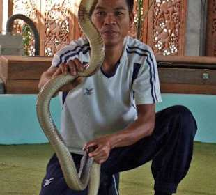 Cobra und "Herrchen"