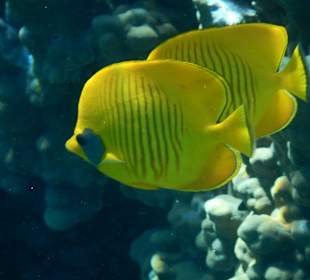 Maskenfalterfische am Hausriff