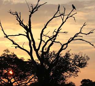 Sonnenuntergang im Kruger