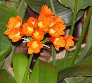 Loro Park - Pflanzen