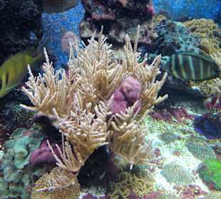 Impressionen aus dem Aquazoo Löbbecke Museum