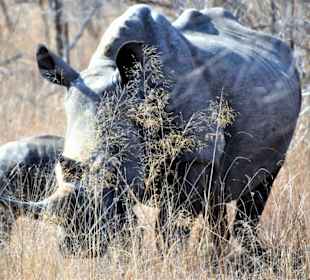 Südl.Breitmaulnashorn