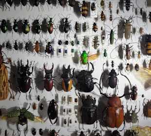 Impressionen aus dem Aquazoo Löbbecke Museum