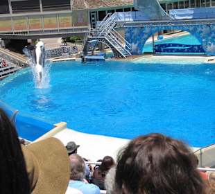 Killerwalvorführung