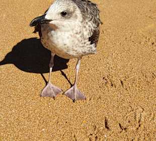 Praia de Nossa Senhora da Rocha