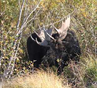 Moose Bulle beim Fressen