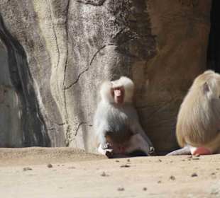 Tierpark Hagenbeck