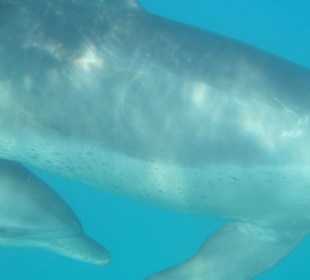 Wilde Delphine am Strand