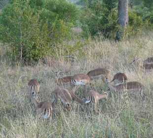 Krüger Nationalpark