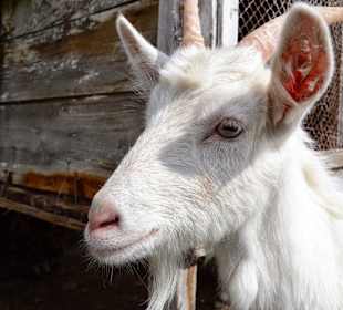 Koza na fermie strusi