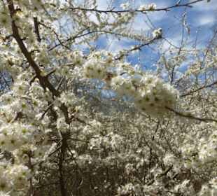 Wandereindrücke: von Handthal nach Ebrach