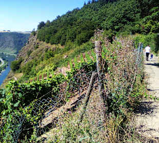 Moseltalbrücke Koblenz
