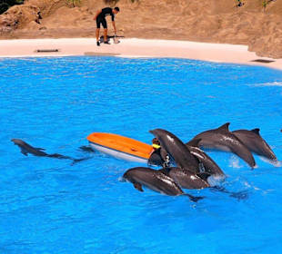 Loro - Park Delfin - Show