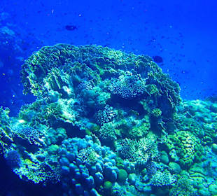 Schnorcheln Marsa Alam