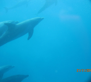 Schnorcheln im Dolphin House