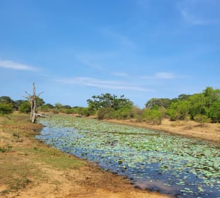 Yala Nationalpark 