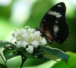 Longwing