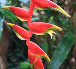 Blume