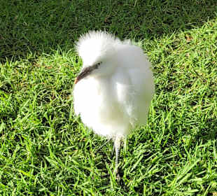 Stadtrundgang Jandia / Playa de Jandia