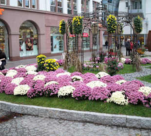Chrysanthemen Show
