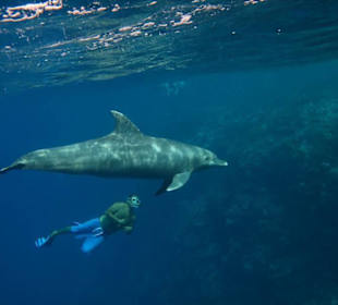 Delfinschnorcheln mit den Dolphin Dancers, 2012