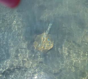 Fauna červeného mora