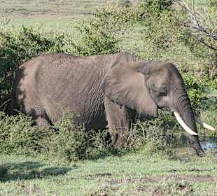 Elefant im Wasserloch