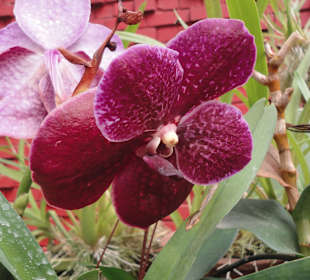 Botanical Garden Peradeniya