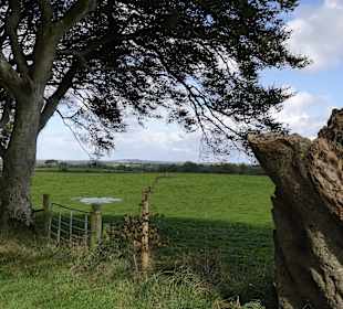 Landschaft bei "The Dark Hedges"