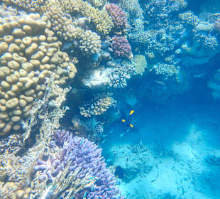 Schnorcheln Marsa Alam 