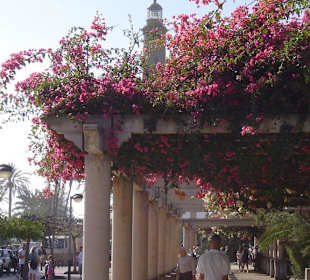 Eine blühende Promenade im Januar