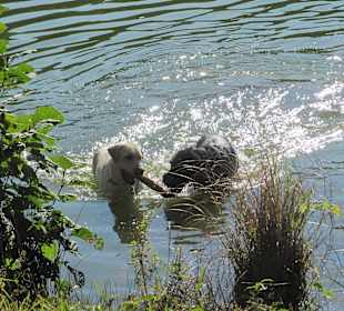 Wandern Thale