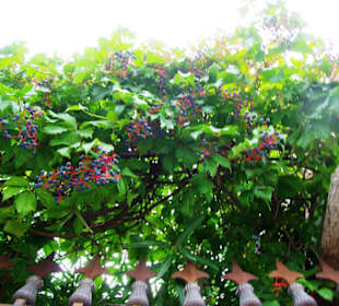 Endlich mal was Grünes mit Blüten