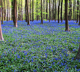 Hallerbos - wilde Hyazinthen