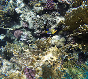 Домашний риф