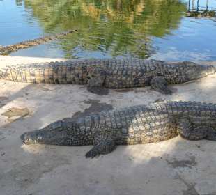 Krokodilpark