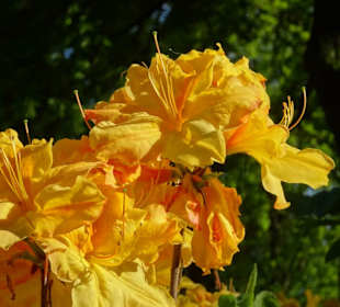 Hauptblüte im Rhododendronpark Bremen