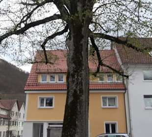 Naturdenkmal Alte Linde