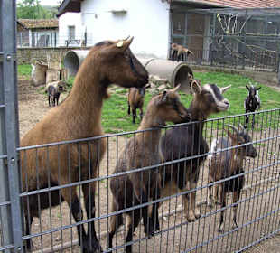 Tierpark Vogelhäusel Rauenberg